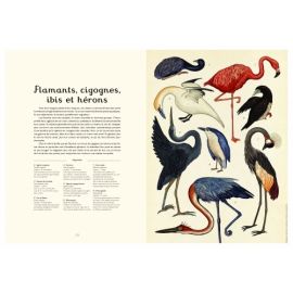 Animalium