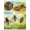 Les insectes