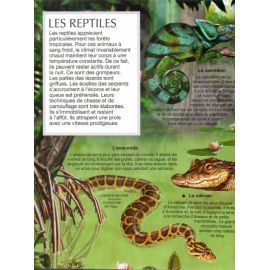 Les animaux de la jungle