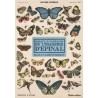 Oiseaux & Papillons de l'imagerie d'Epinal