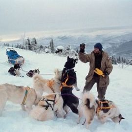 Chiens de Neiges