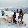 Chiens de Neiges