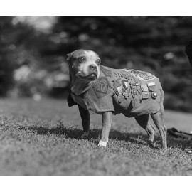 Julien Artigue - Sergent Stubby - L'histoire vraie d'un chien héros de la Grande Guerre