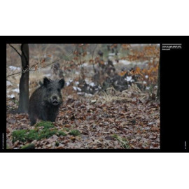 Une journée de chasse