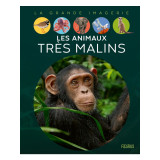 Les animaux très malins